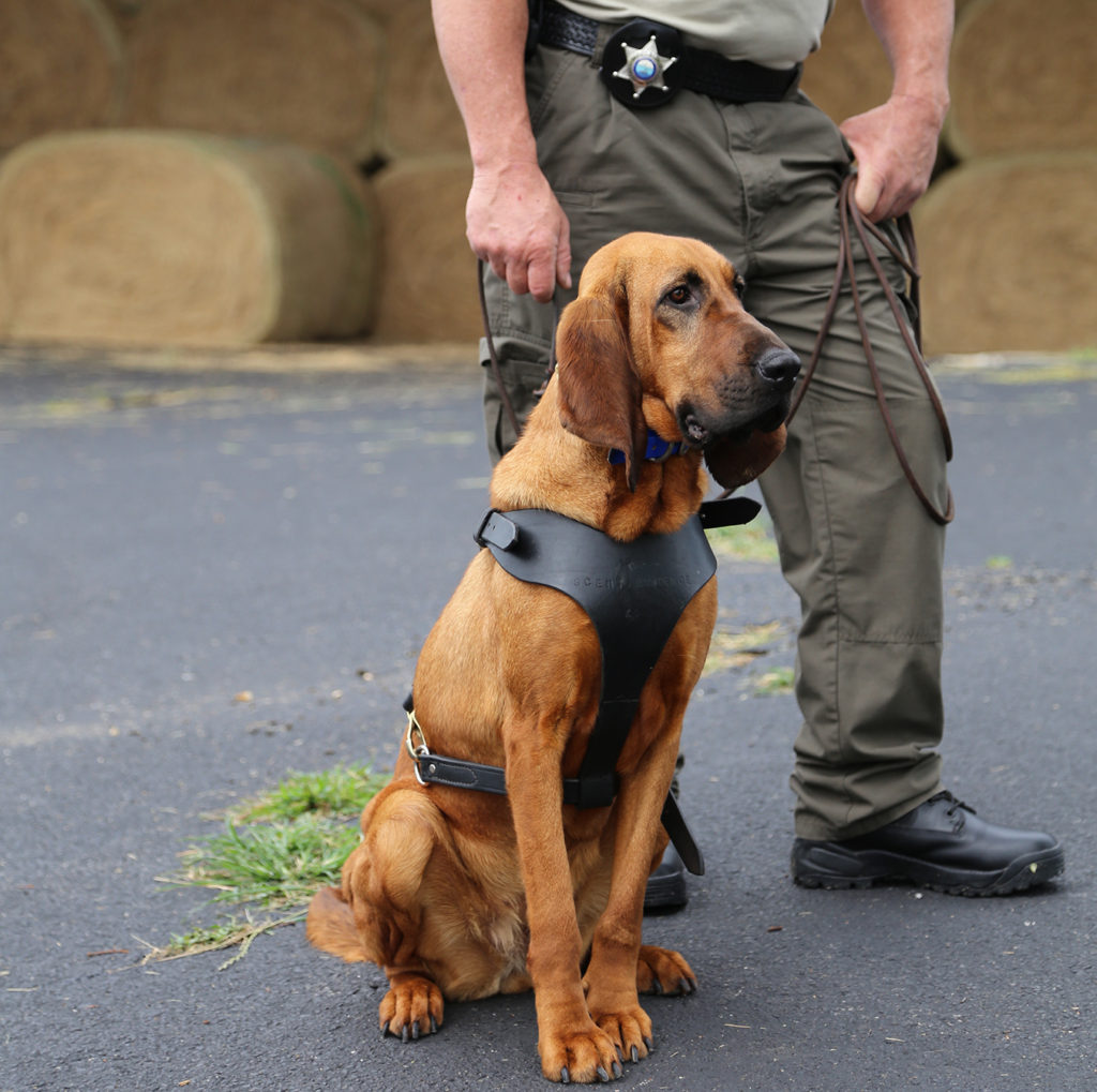 Trained Scent Discriminate K9's