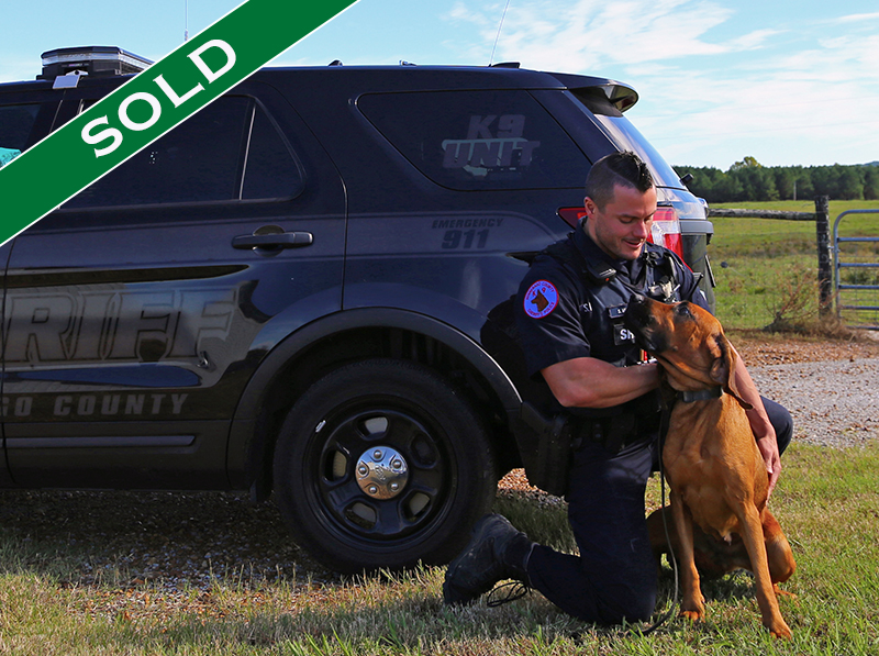 WCSO - Sadie - Trained K9's for sale -SOLD