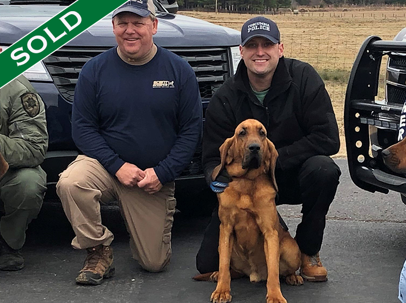 Tuscumbia PD - Eli - Trained K9's for sale -SOLD