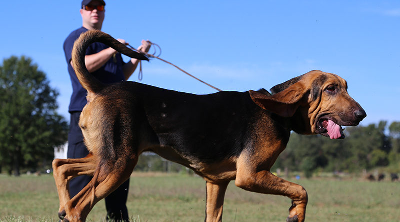 Naperville Police Department Bloodhound Team Find Hit and Run Suspect.