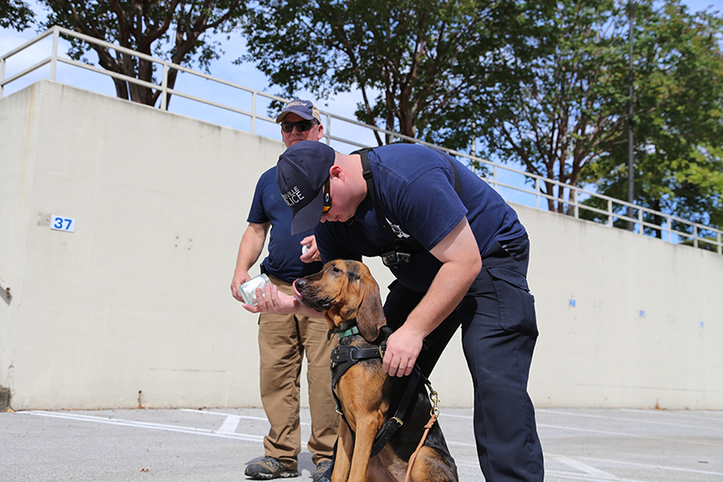 Naperville Police Department Bloodhound Team Find Hit and Run Suspect