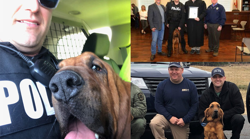 Bloodhound Eli New Tuscumbia PD Officer