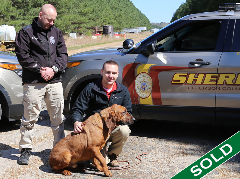 JeffCo- Zeus - Trained K9's for sale -SOLD