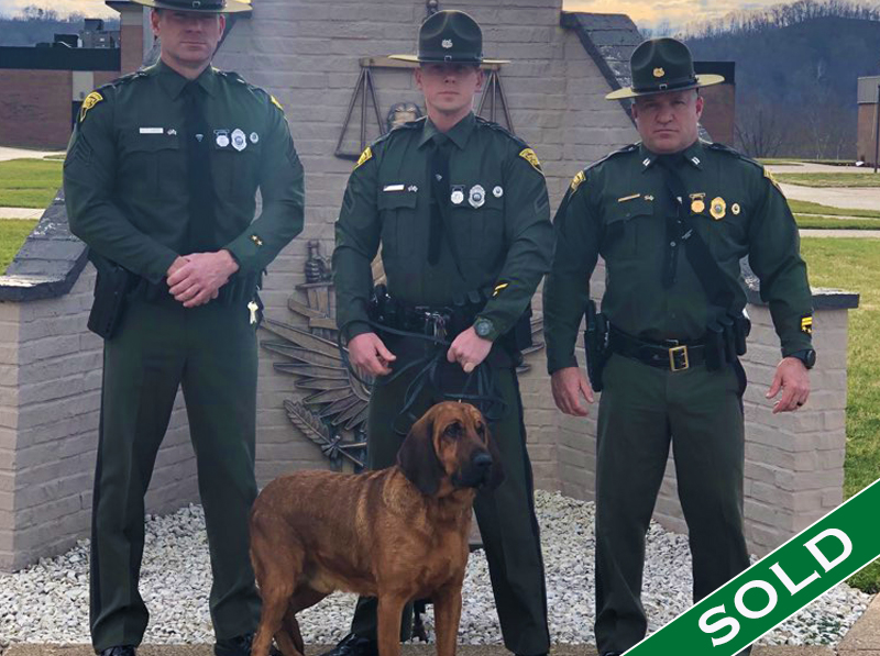 WVSP- Shiloh new - Trained K9's for sale -SOLD