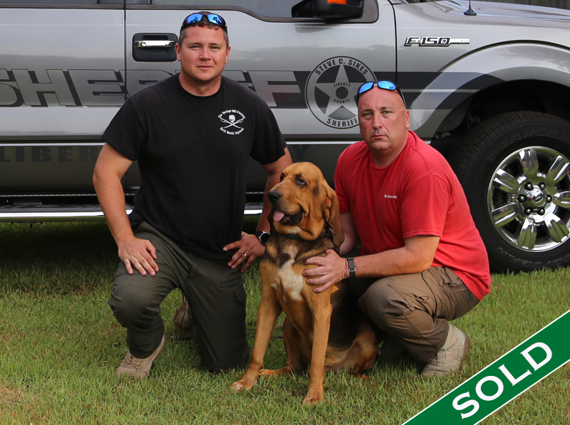 Liberty Co- Charlie - Trained K9's for sale -SOLD