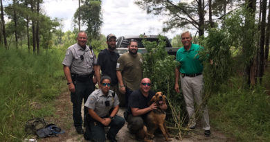 LCSO bloodhound team uses human scent to find illegal pot field