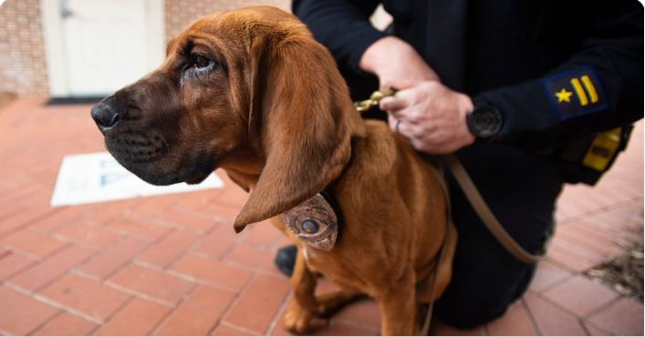 Tallahassee Democrat TPD Gets New Bloodhound