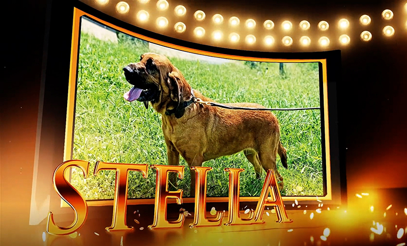 Bloodhound Stella Wins Top AKC Award in Uniformed Services K9 Division