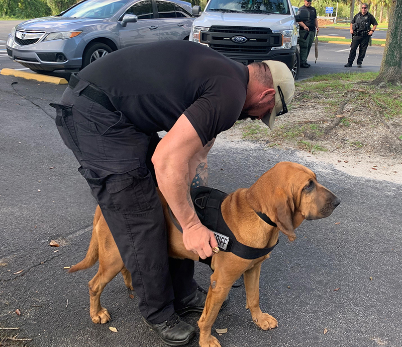 Lee County Bloodhound Bringing The Lost Home K9 Training