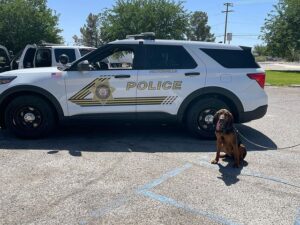 California Bloodhound Team San Bernardino COunty Sheriff's Department