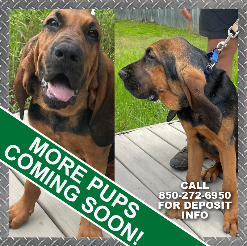 Bloodhound pups Jan 2023 FB