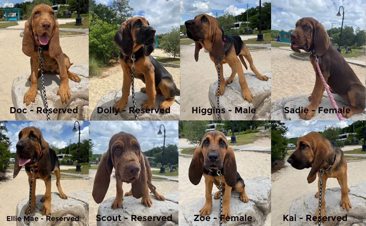 Bloodhound pups 16 weeks copy 2