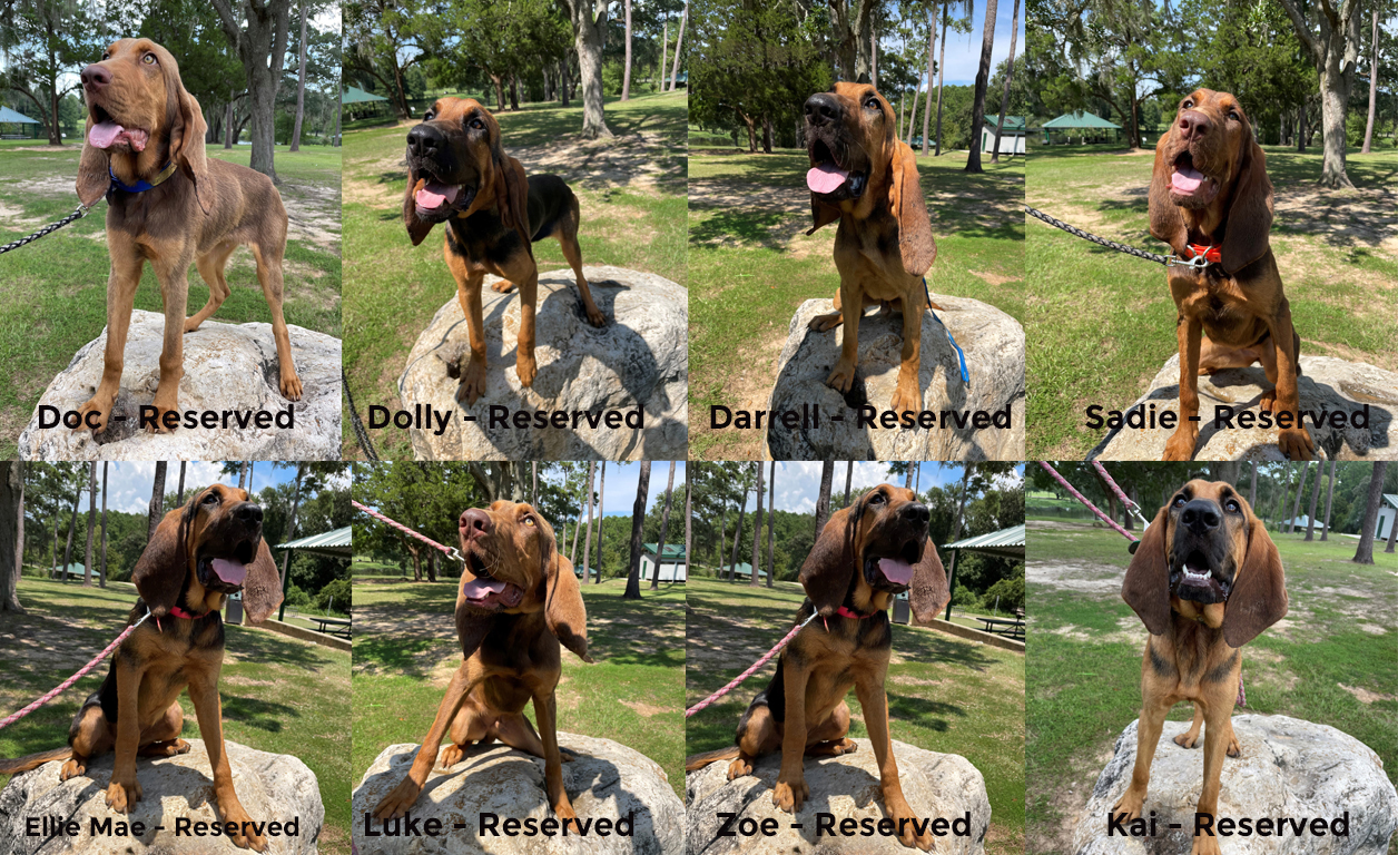 Bloodhound pups All reserved copy