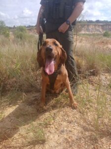 Putnam County Bloodhound Team Helps Reach 700 K9 Finds