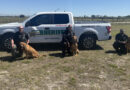Lee County Sheriff’s Office Bloodhound Teams Use Scent Kit Collection Techniques For Trailing Success