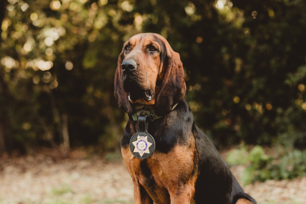 Inspiring Dogs Honored With 2025 AKC Awards for Canine Excellence