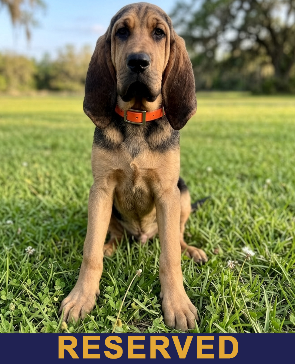 Scout