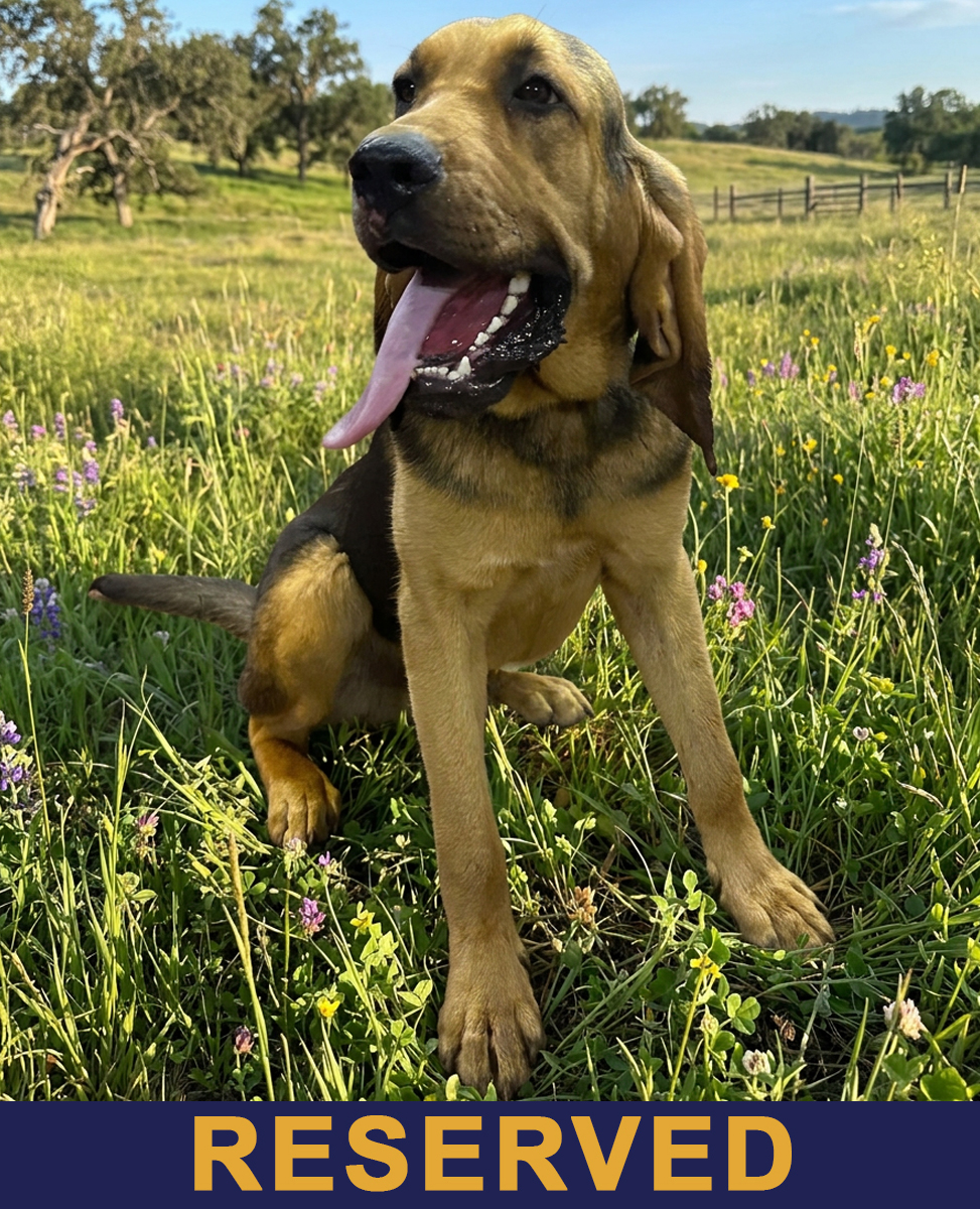 Scout